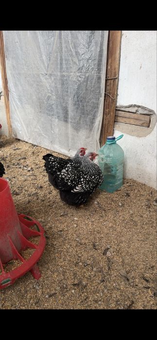 Wyandot silver karlik