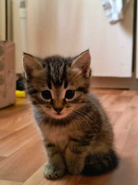 Отдам котенка в добрые ручки