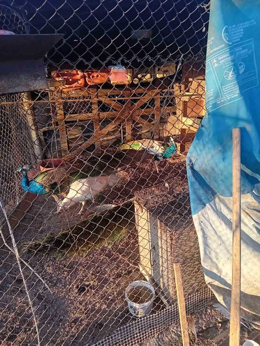 Продавам мъжки пауни