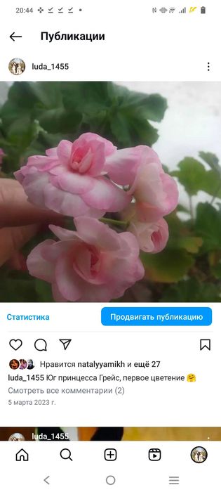 Пеларгония сорта Юг принцесса грейс