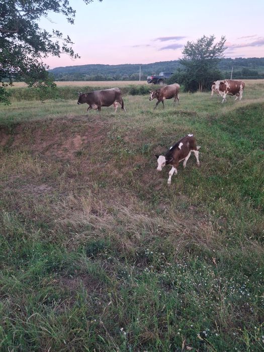 Vaci și vitei de vânzare
