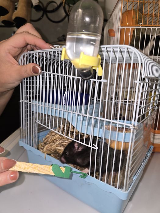 Хомяк сирийский с клеткой