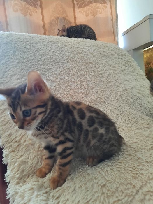 Бенгальские котята
