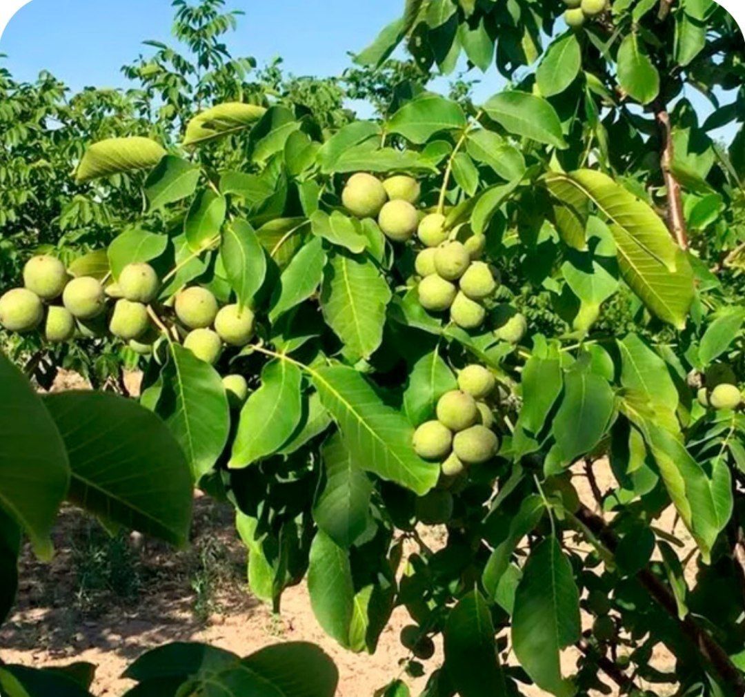 Ореховый сад на золотой горе. Орех грецкий (Juglans Regia). Грецкий орех Чандлер. Ореха сорта Чандлер. Орех грецкий скороплодный и.п.Левина.