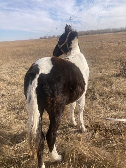 Жабағы  сатылады