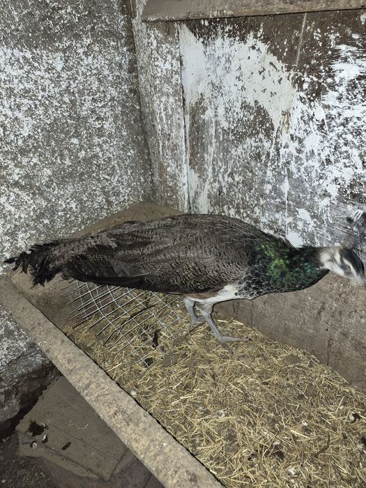 Индийский павлин, самец