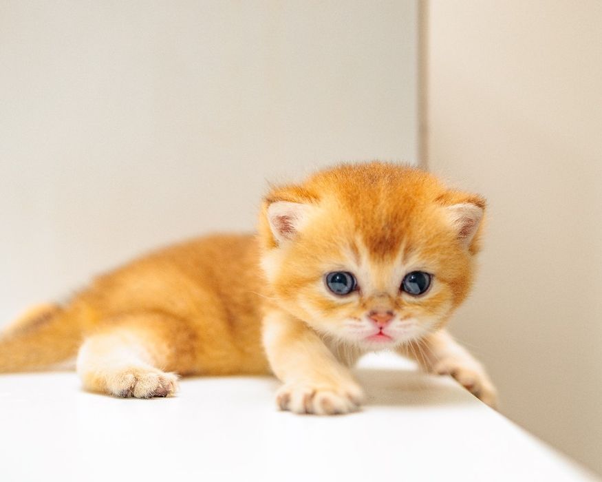 Золотые котята . Золотые Шиншиллы