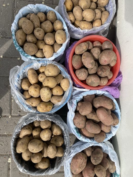 Картофель на семена для посадки