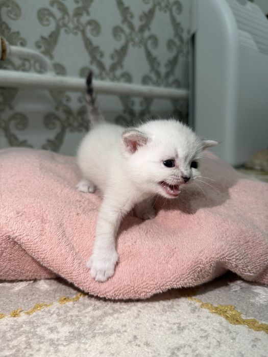 Шикарные котята фавн-пойнт