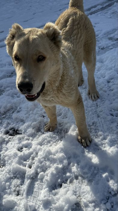 Кушік 7 айлық Паспорттыда бар