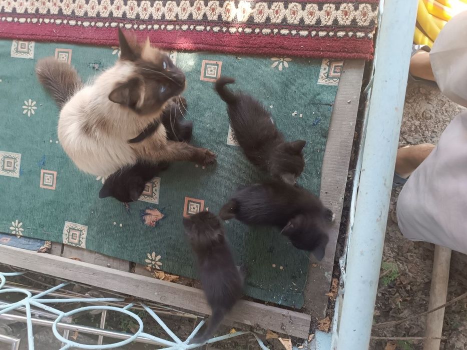 Отдам даром кошки