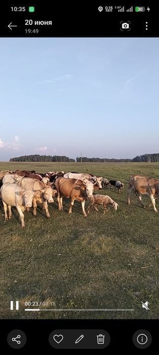 Продам киров на развод