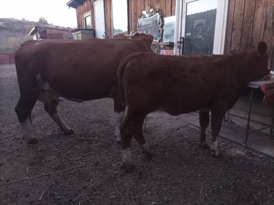 Vaci cu viței de vânzare