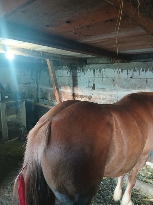 De vânzare cal castrat