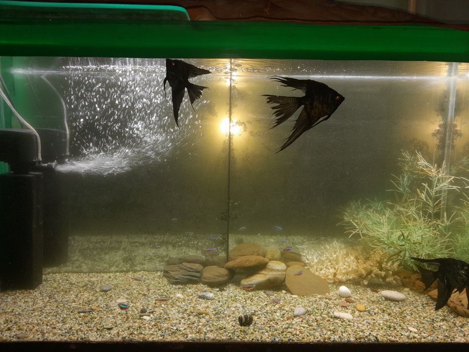 Аквариум 200 литров