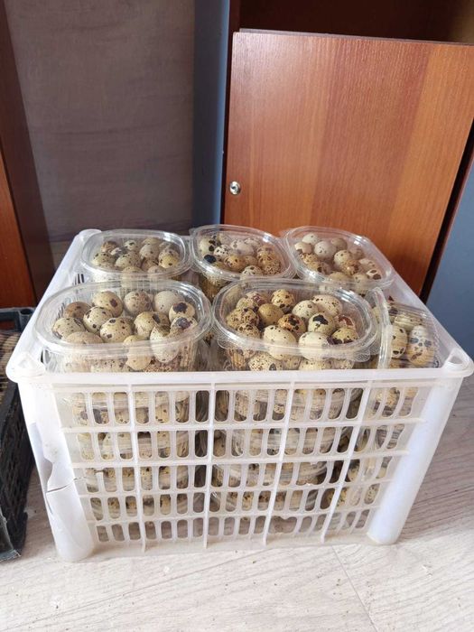 Бөдене жұмыртқалары сатылымда