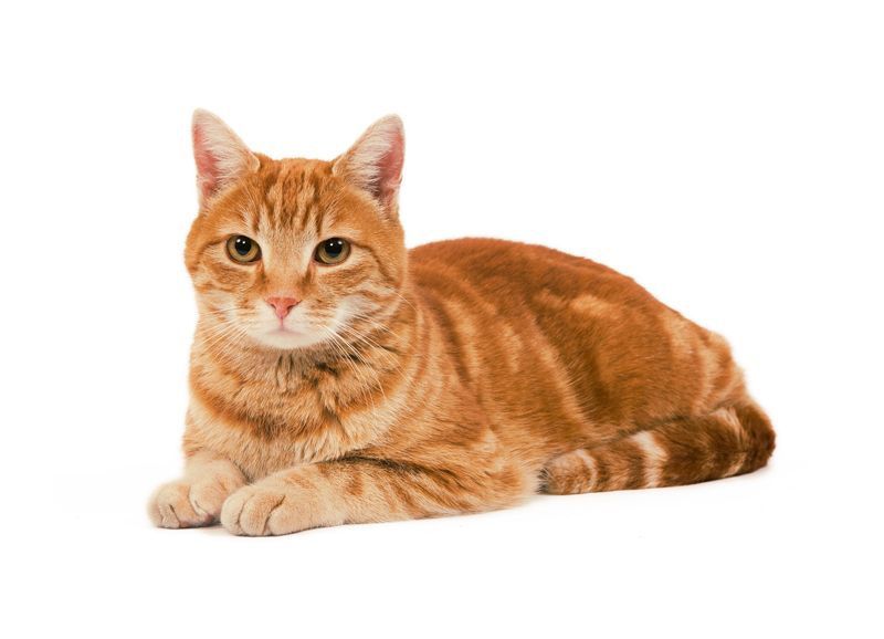 Продам рыжий кот