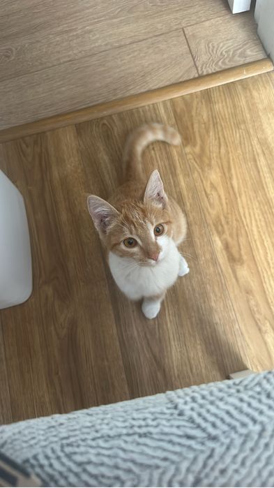 Котенок в хорошие руки