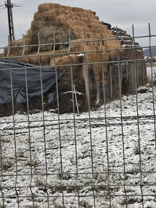 Vând baloti lucernă dreptunghiulari