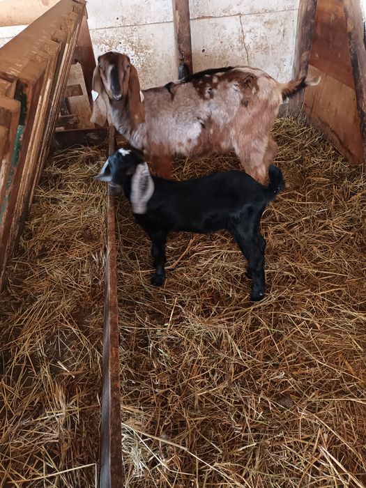 Țigaie sârbească și iezi anglonubieni