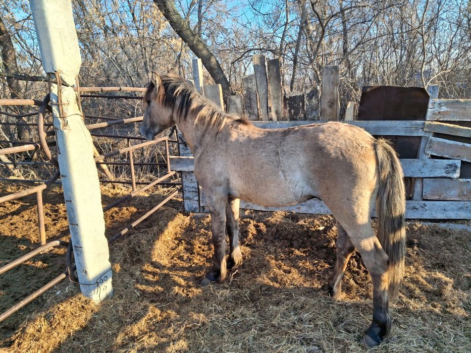 Продам коня на согым