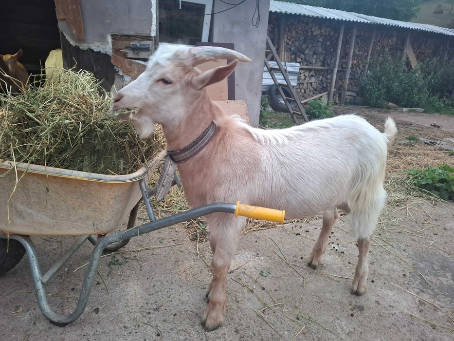 Țap de vânzare, 5 luni