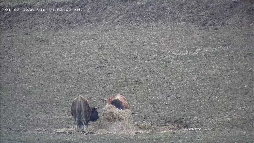 Tauri de Aubrac 2 buc.