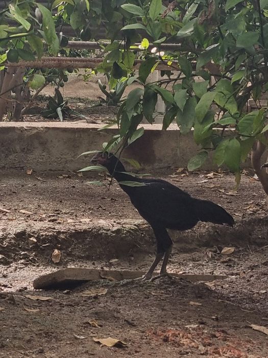 Dakan xoʻroʻzcha va mokioncha sotiladi