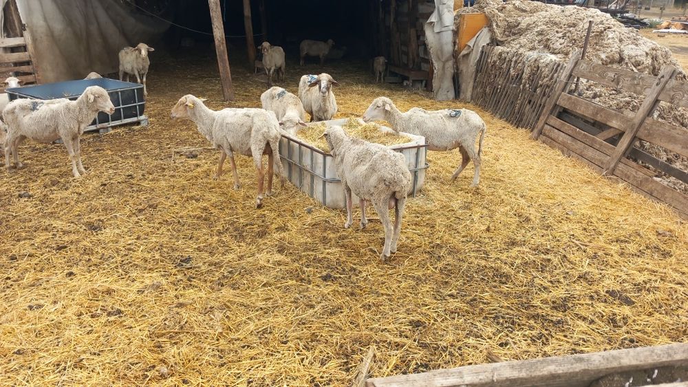 Oi de vanzare , 30 de oi