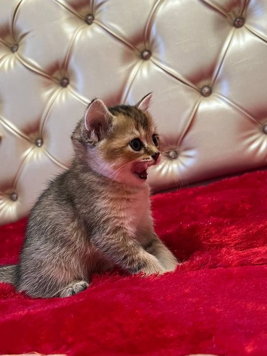 Чистокровная британка золотая шиншилла