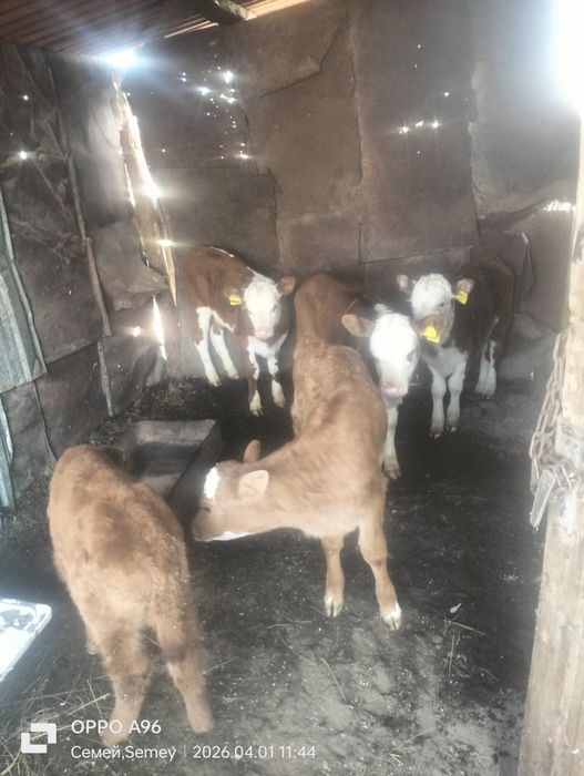 Продам телят бычки и телочки
