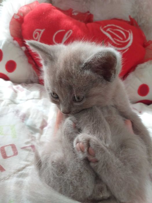 Продаются котята породы шатландские прямоухие