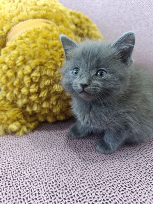 Продам породистих котят