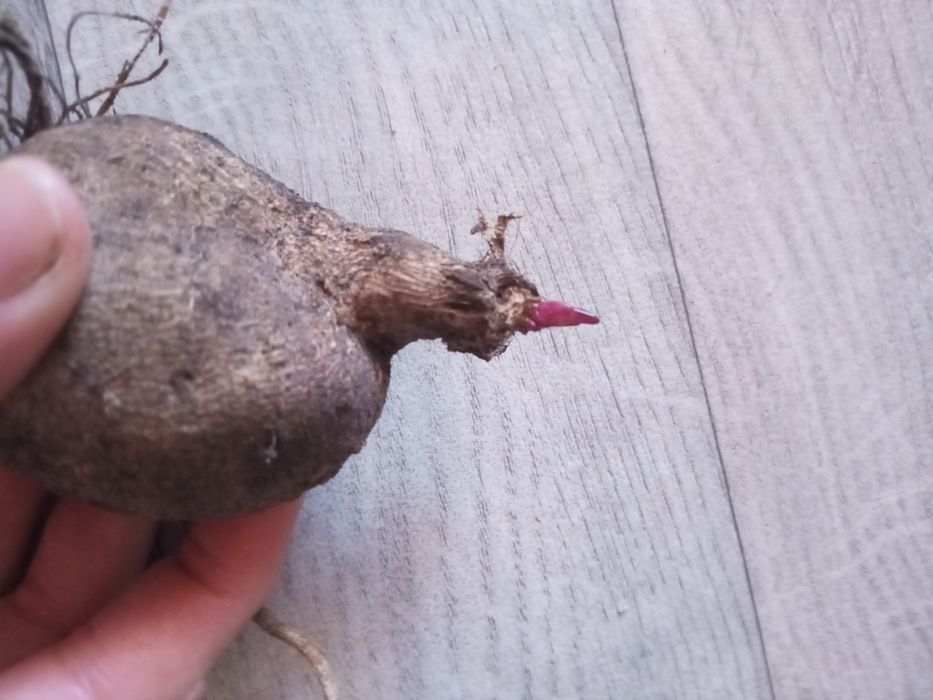 Продам клубни георгин.