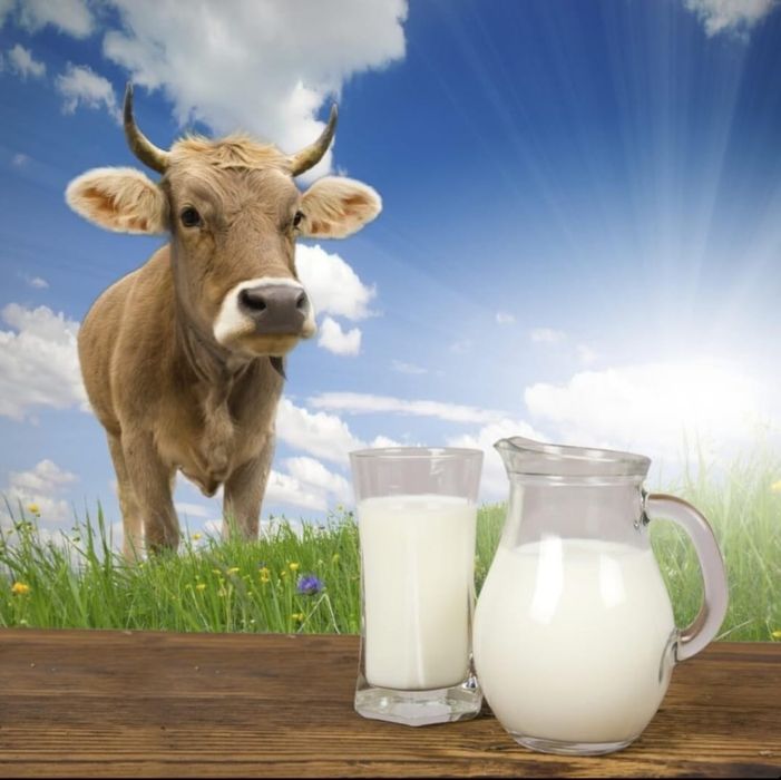 Молоко Домашнее Оптом