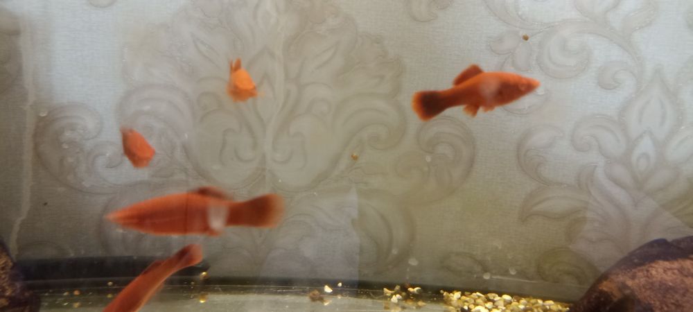 Продам меченосцев рубин