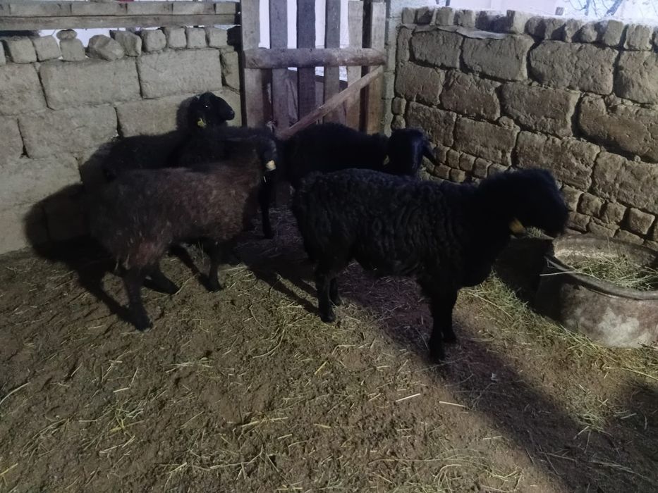 Қошқарлар бар. Хабарласыңыздар