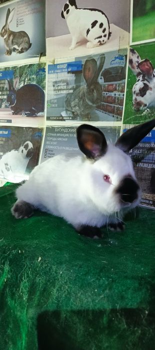 калифорнийские кролики