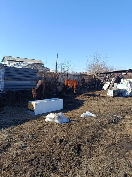 Лошади байтал 3 года