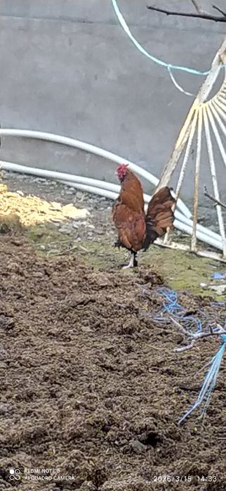 Yapon tovuq va xorozlar sotiladi