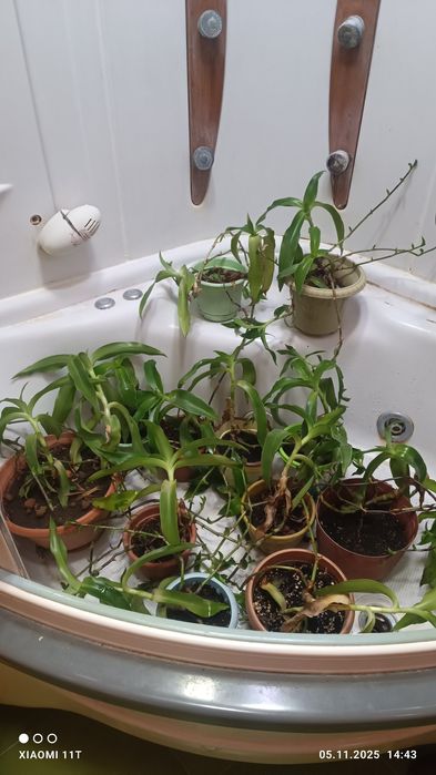 Продам золотой ус.