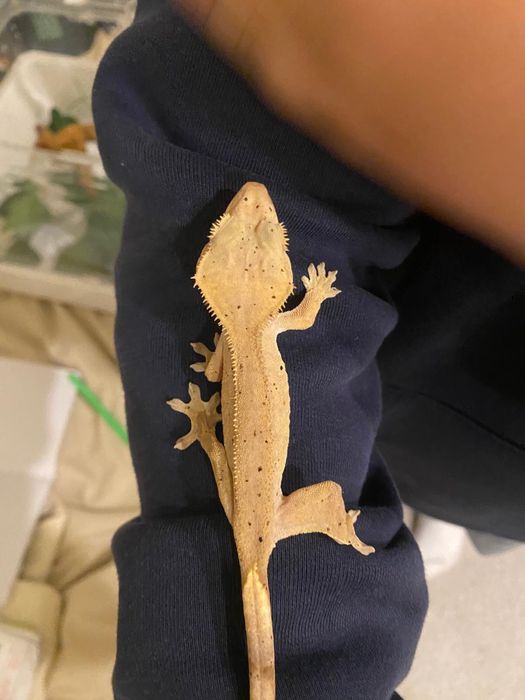 soparla geko cu creasta maro