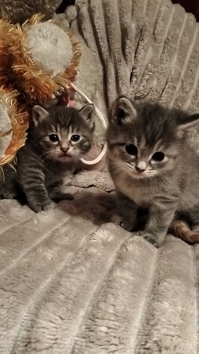 Отдам котят в добрые руки