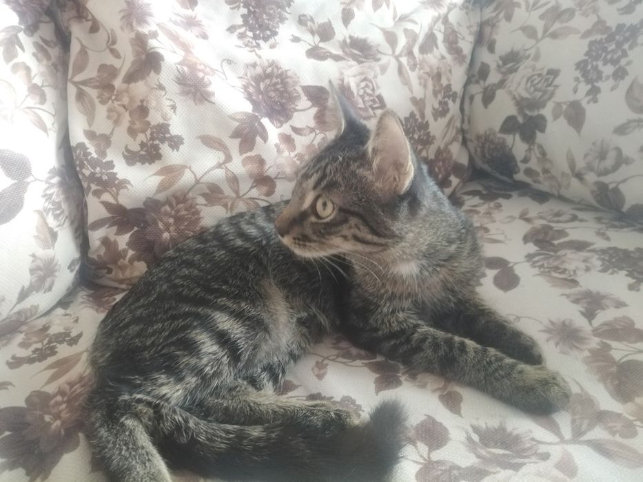 Отдам котят в хорошие руки