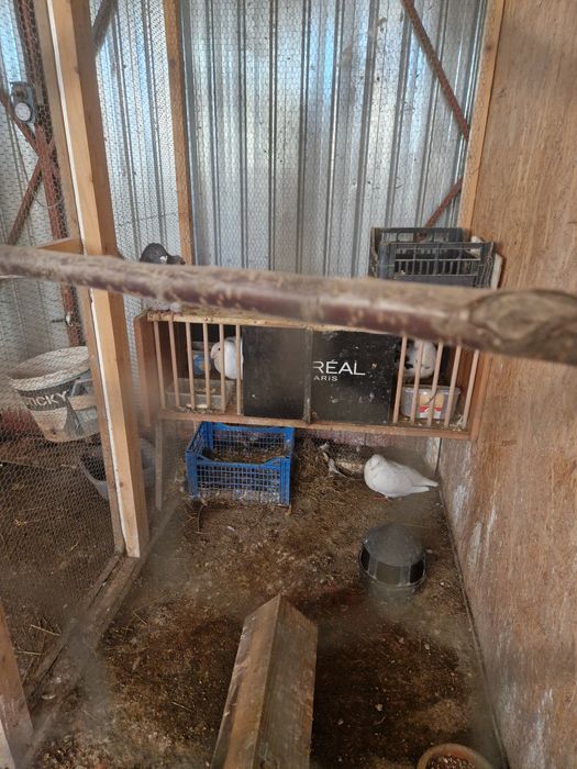 turturele răzătoare