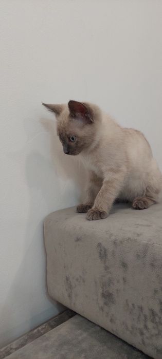 Отдам бесплатно котенка