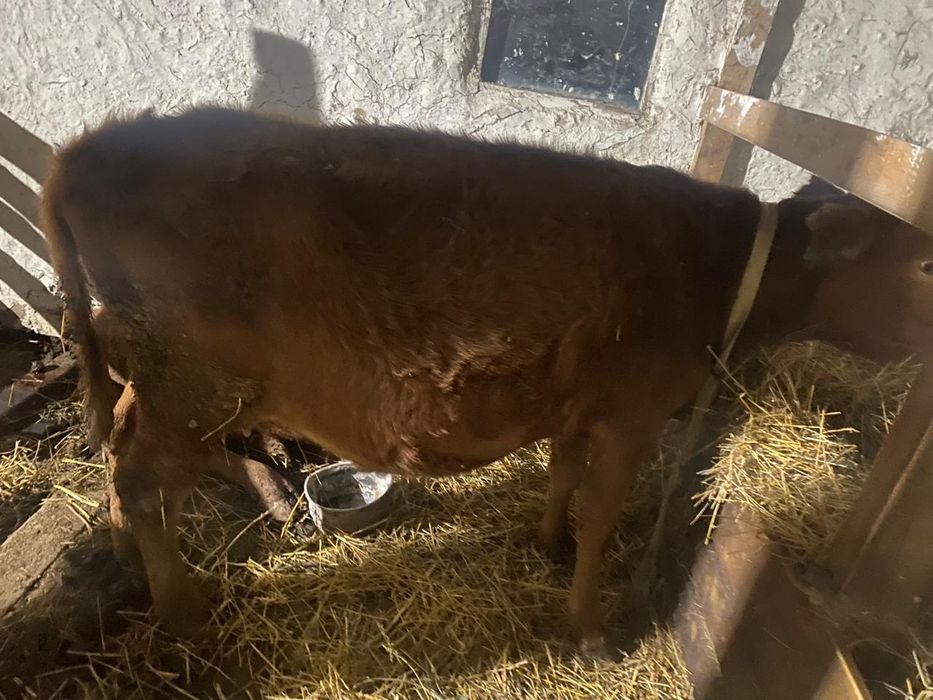 Сиыр Сатылады сүтті сиыр