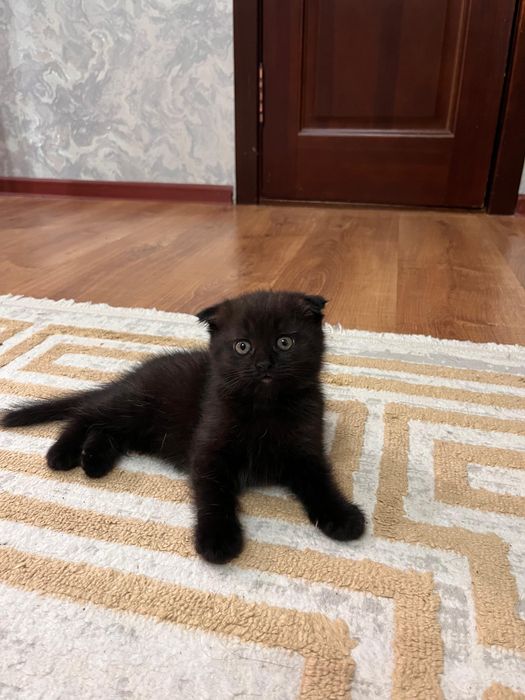 Шотландские вислоухие котята
