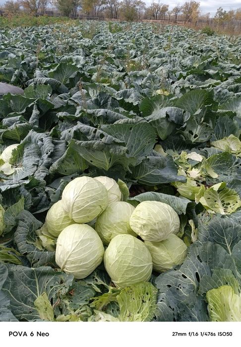 Капуста сорт мегатон