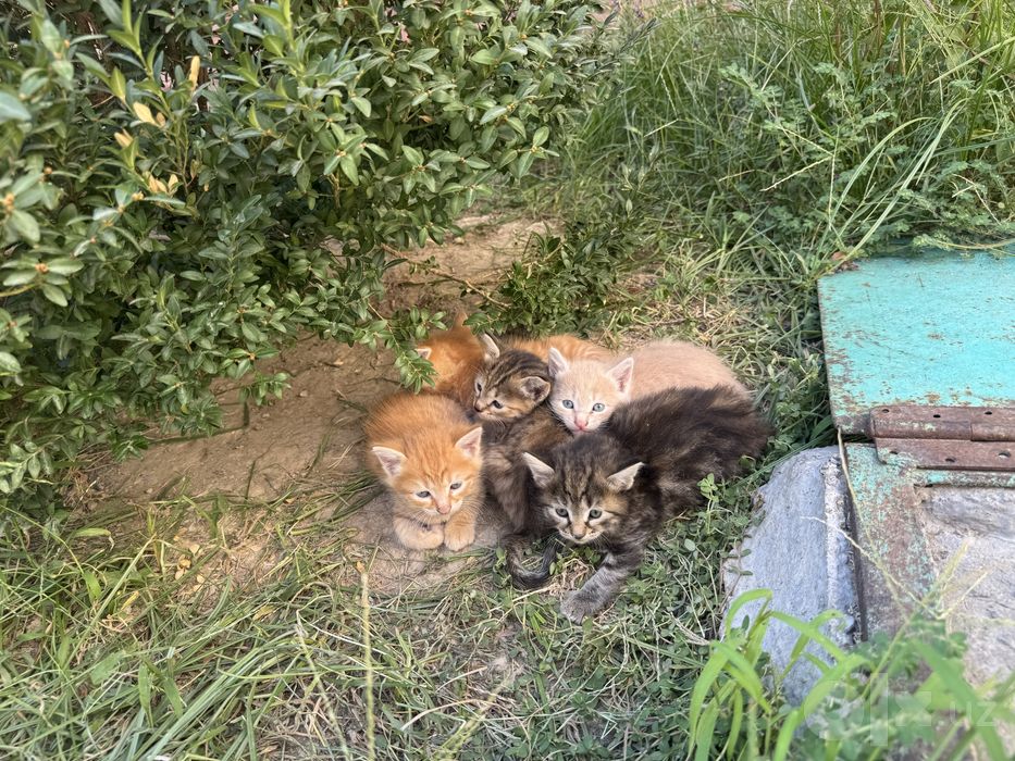 Отдам котят даром ,в хороип руки